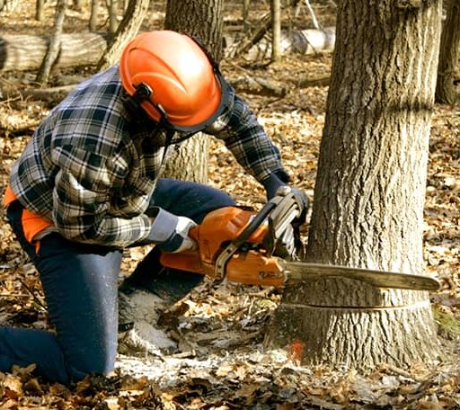 Tree Removal in Wharncliffe, WV